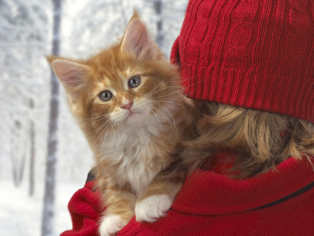 Ginger cat in a sweater - animal, kitten, feline, sweet, cat