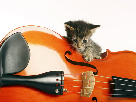 Kitten on a violin - music, animal, kitten, violin, feline, sweet, cat