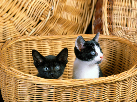 Kittens in a basket - cat, animal, feline, sweet, basket, kitten