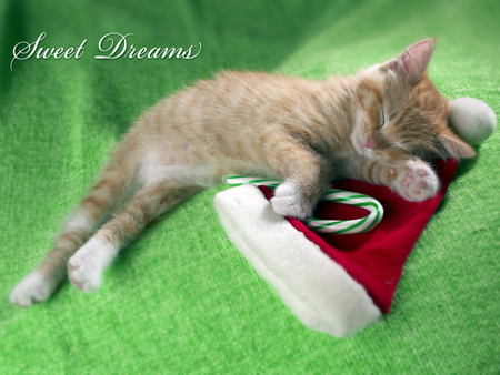 Christmas dreams