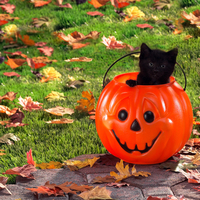 Halloween kitten