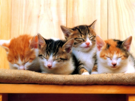 Brother's portrait - animal, kitten, cat, sweet, feline