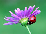 Ladybug on a purple daisy