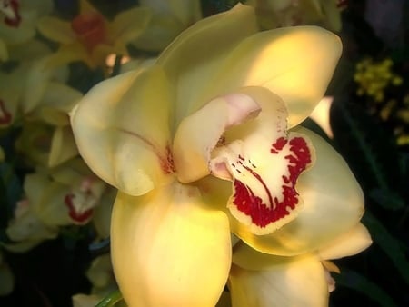 yellow orchid - orchid, flower, yellow, nature