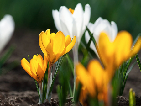 Yellow and white flowers - white, flower, yellow, nature