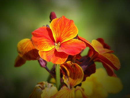 Orange flower - orange, flower, nature, petal