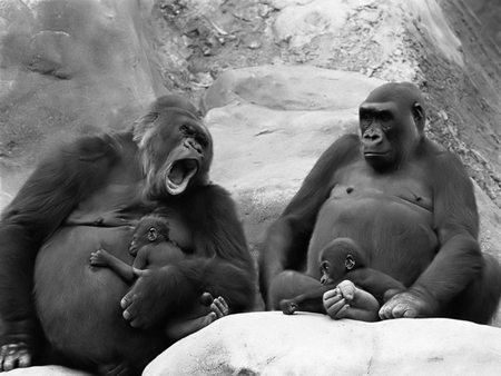 i thought i told you to SHUT UP!!! - gorrilla, baby animals, primates, mountain, wallpaper