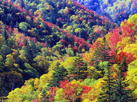 Colors of nature - landscape, field, tree, nature, mountain