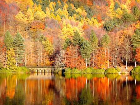 Rivferside trees - river, nature, autumn, landscape, tree