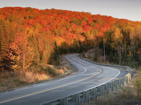 Road - nature, tree, field, landscape