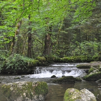 Forest Waterfall