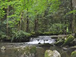 Forest Waterfall