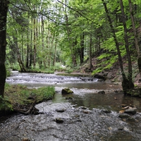 Forest Solitude