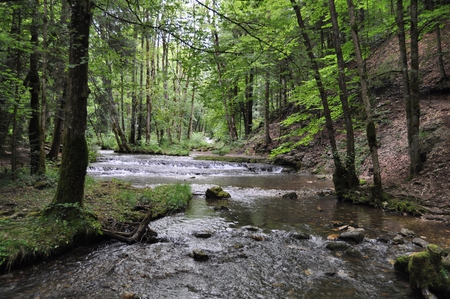 Forest Solitude - stream, trees, forest, creek