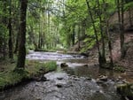 Forest Solitude