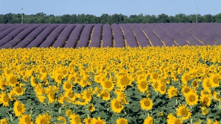 Sunflowers and Lavender - flowers, sunflowers, lavender, fields