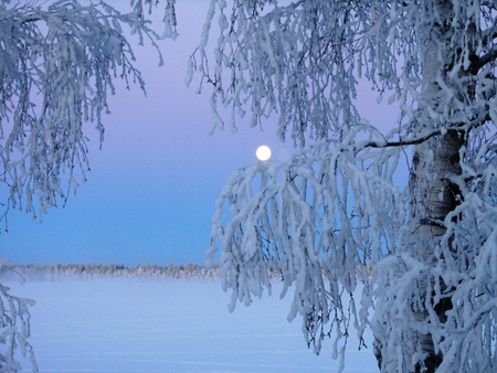 Winter Moon - moon, trees, cold, frost, snow, blue, winter