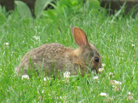 Beautiful Rabbit - relaxing, resting, bunny, eating