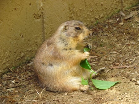 cute - cute, rodent, eating, zoo time