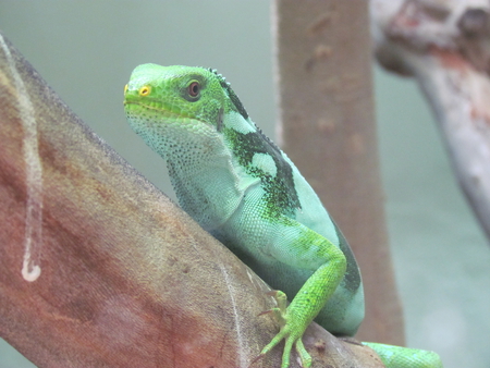 Lizard - sly, mean, tree, green