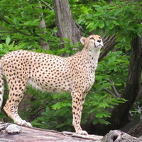 Cheetah