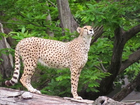 Cheetah - sly, waiting, fast, wild