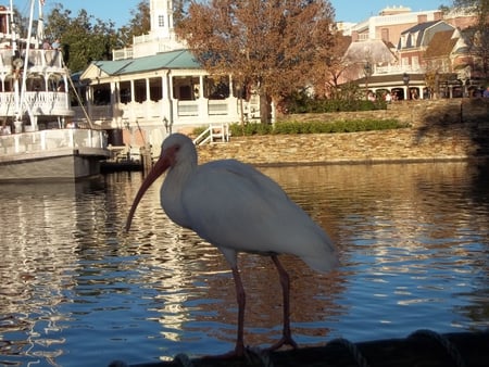 Big Bird - calm, collective, big beak, cool