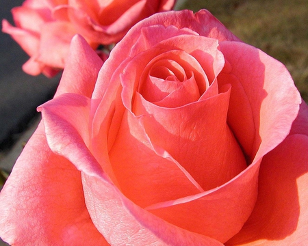 Rose - loely, nature, pink, beautiful