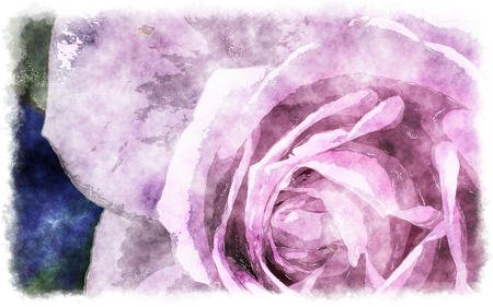 purple,rose