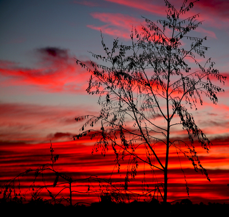 red striped sky - clouds, yellow, photography, evening, silhouette, beauty, orange, black, sunset, nature, dusk, sun, sky