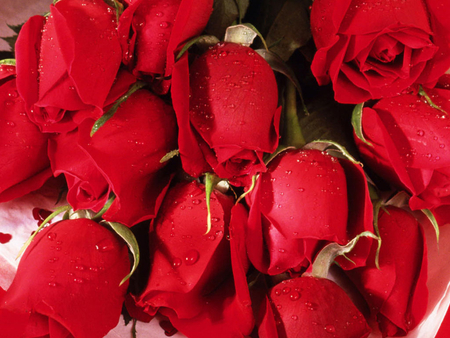 Romantic Roses - red, roses, petals, love flower, stems, thorns, romantic