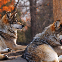 Autumn wolves