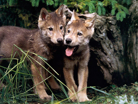 Wolves - wildlife, wolf, wild, animal