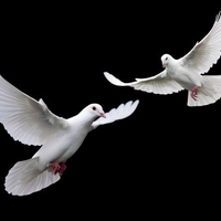 Doves In Flight