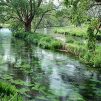 Slow Moving River full of Plants