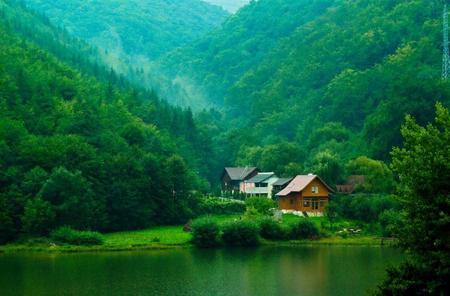 deep forest - nature, green, forest, romania