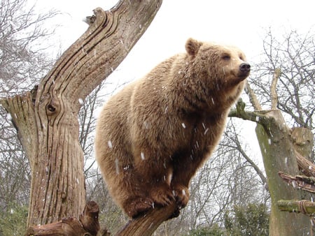 look at me - in tree, bear