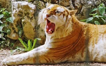 golden tiger - yawning, lucky to see one