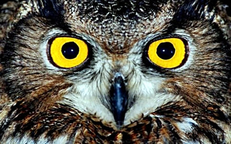 Owl Eyes - owl, eyes