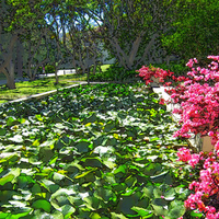Pond at Caltech