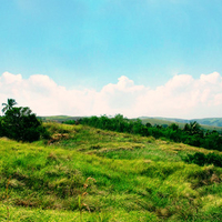 Field in the tropics