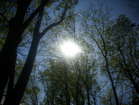 Sun - sky, cloud, forest, sun, tree, heaven