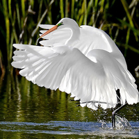 Great Egret Display