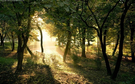 Sun Through Forest - forest, sun through