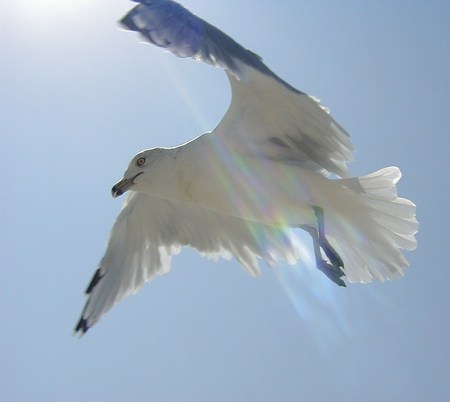 Fly Free - ocean, seagulls