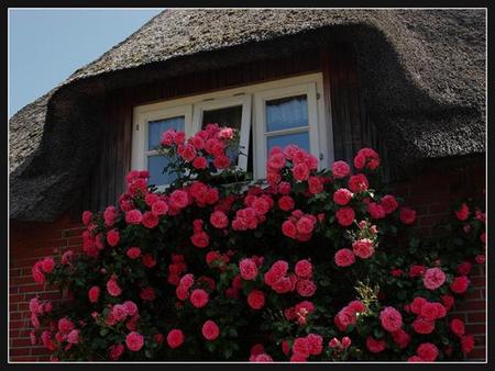 a german house - red, flowers, house, rose, germany