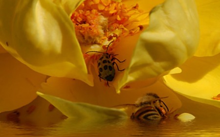 Flood Waters - bees, water, nature, refraction, flood, flower, reflection