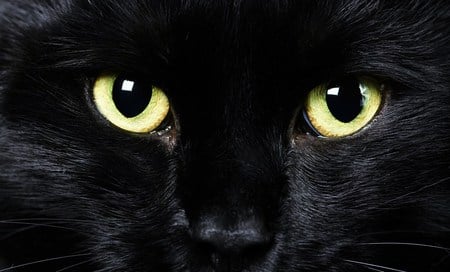 Cat Eyes - eyes, black cat, cat