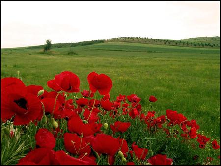 my valley - flowers, red, nature, valley