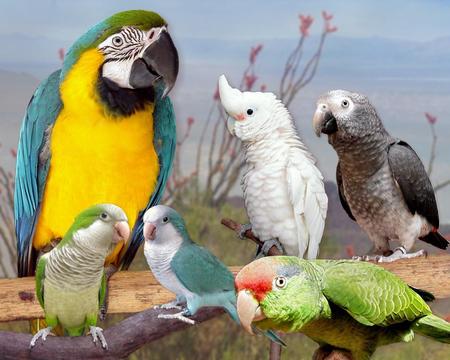 Parrot gathering.